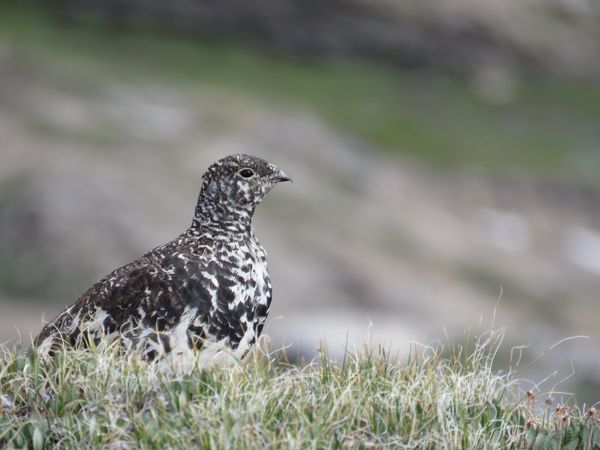 White-tailed Ptarmigan - ML595050281