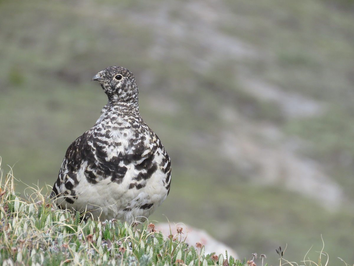 Weißschwanz-Schneehuhn - ML595050331