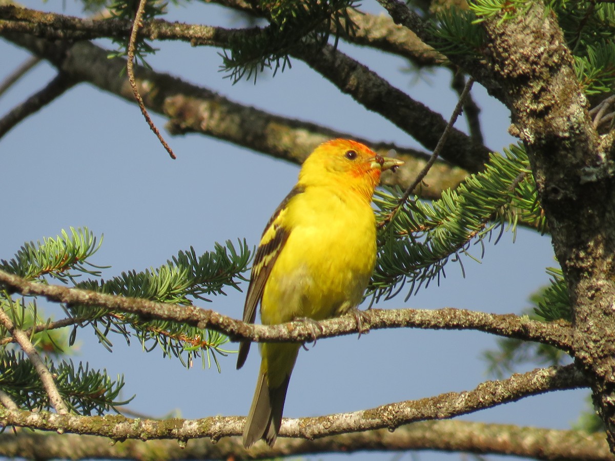 Western Tanager - ML595050701