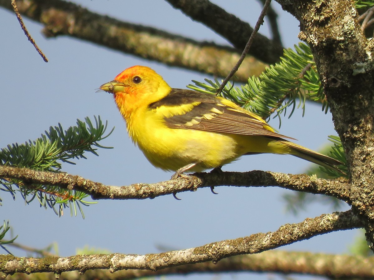 Western Tanager - ML595050711