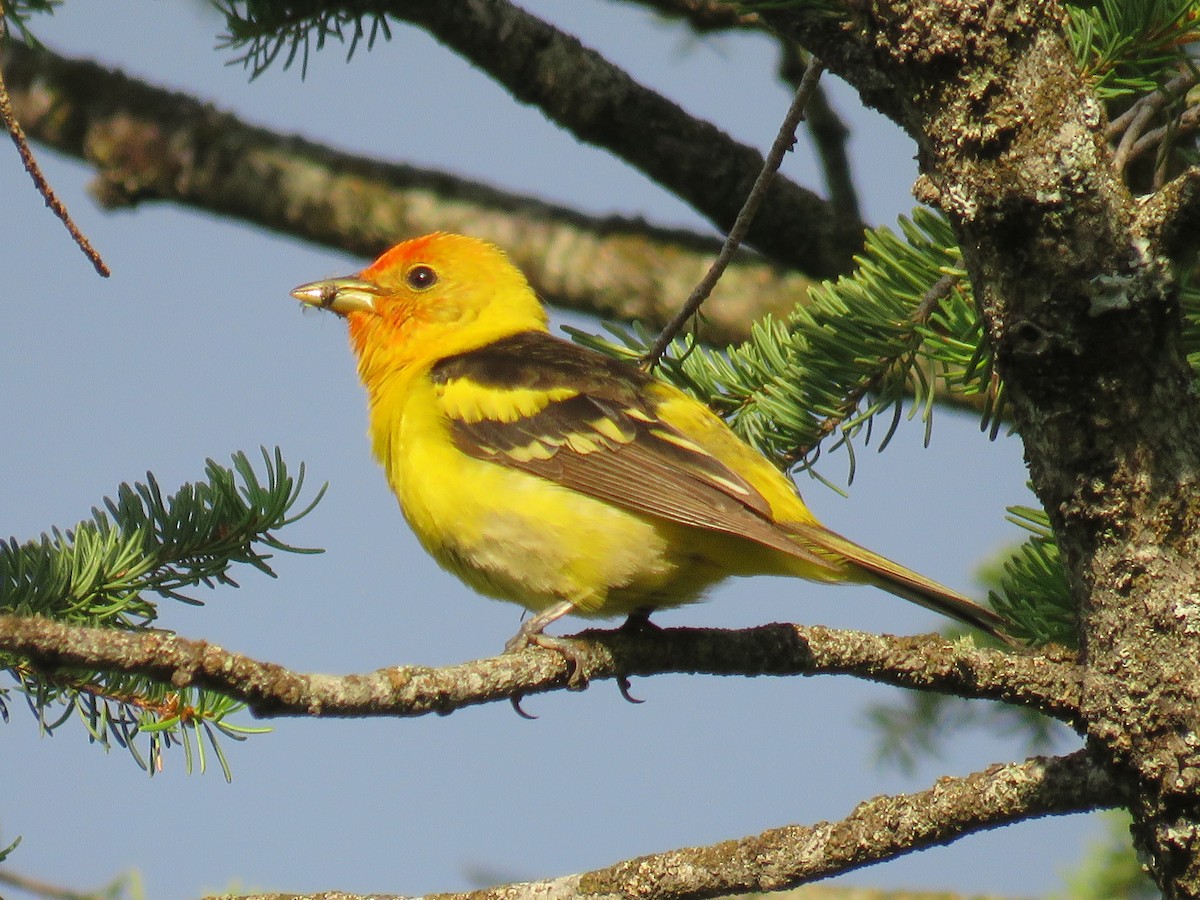 Western Tanager - ML595050721