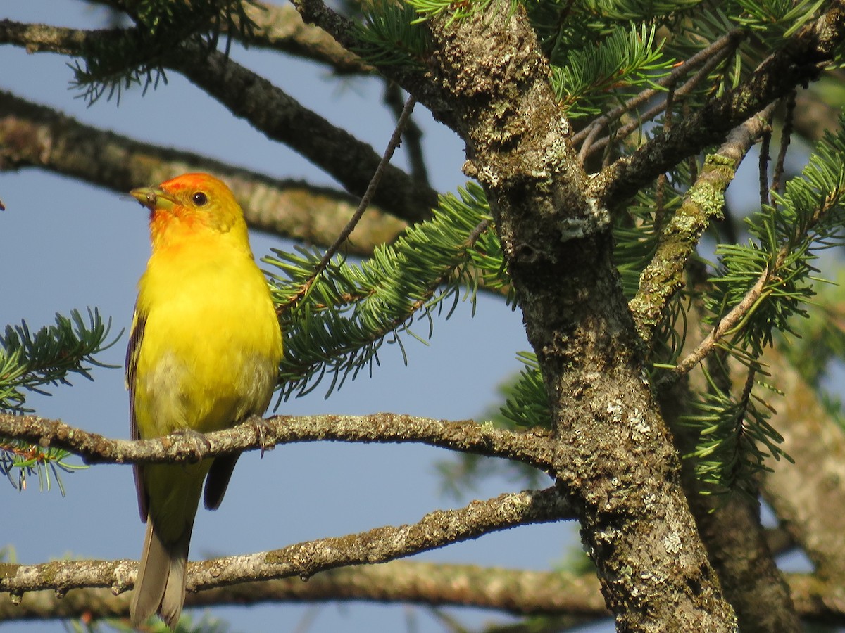 Western Tanager - ML595050741