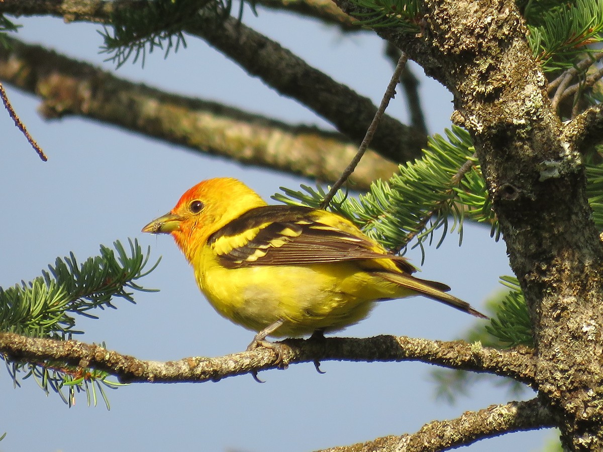 Western Tanager - ML595050751