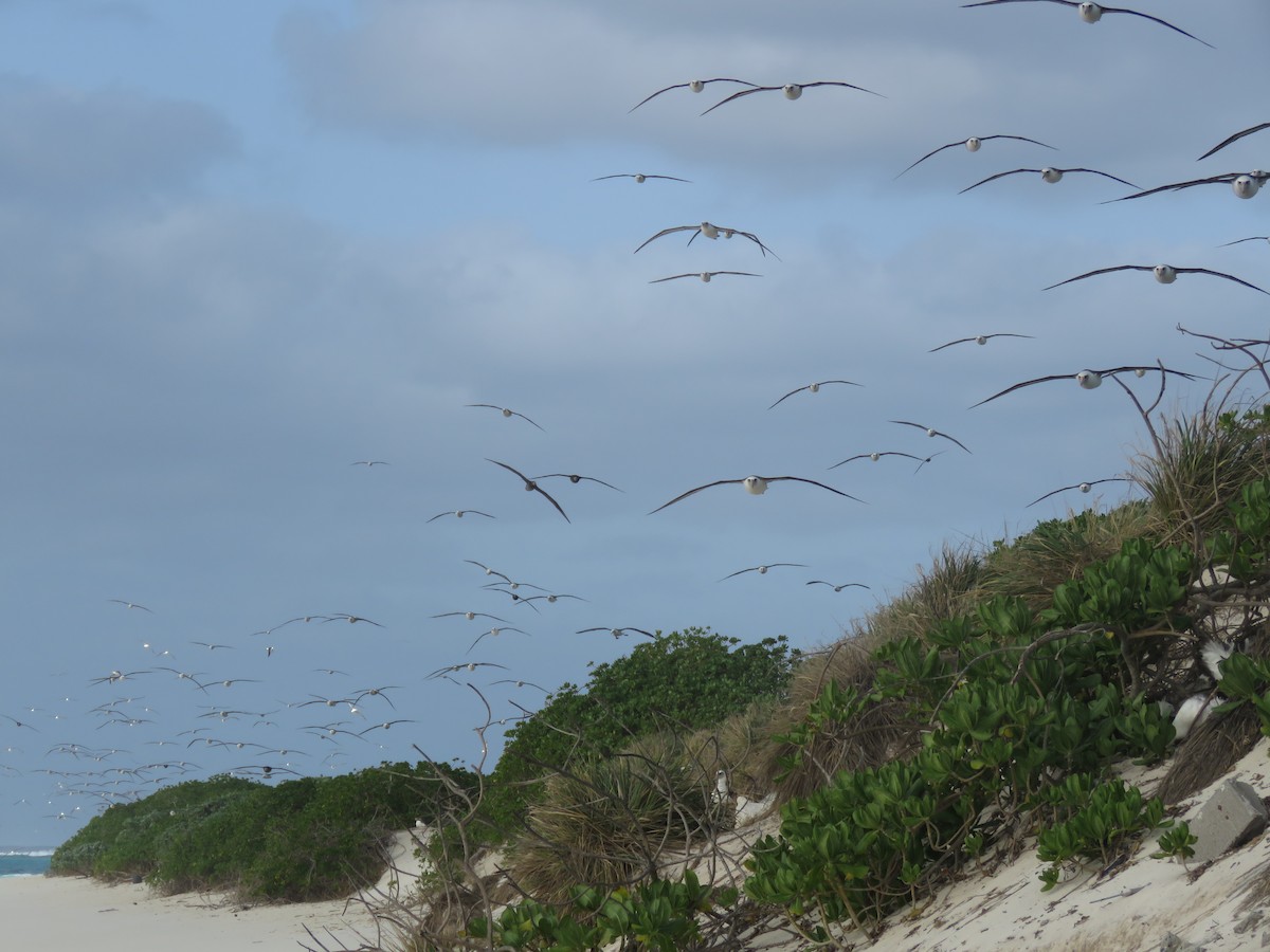 Laysan Albatross - ML595050891