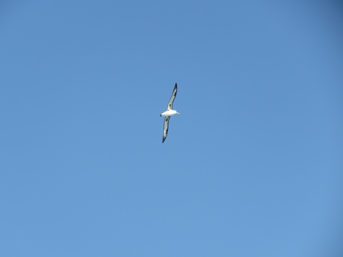 Laysan Albatross - ML595050931