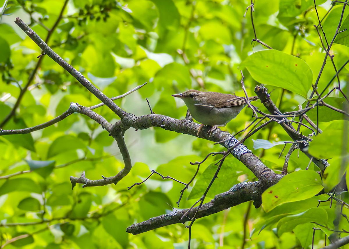 Swainsonwaldsänger - ML595051241