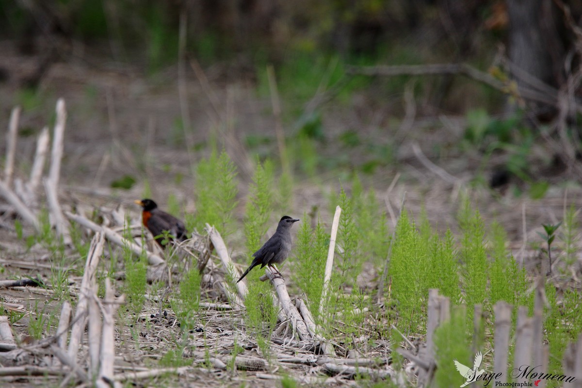 Gray Catbird - ML59505241