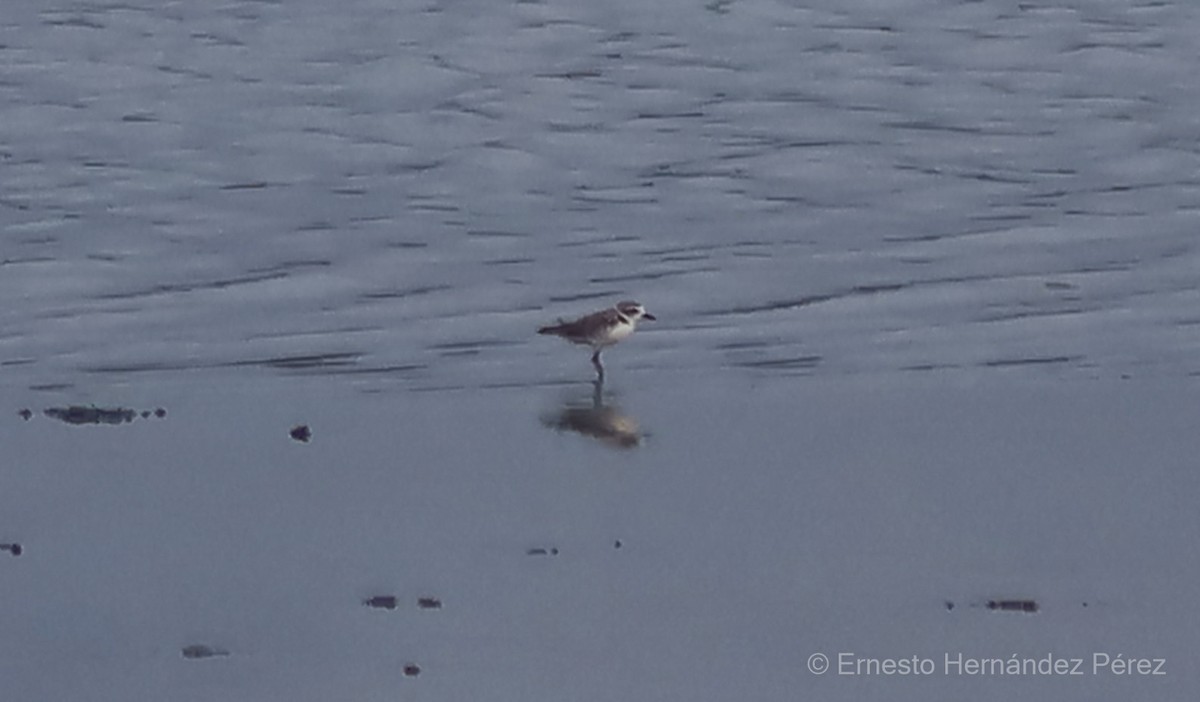 Snowy Plover - ML595052571