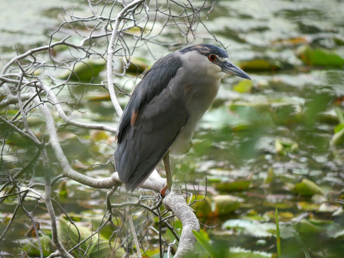 Black-crowned Night Heron - ML595052581