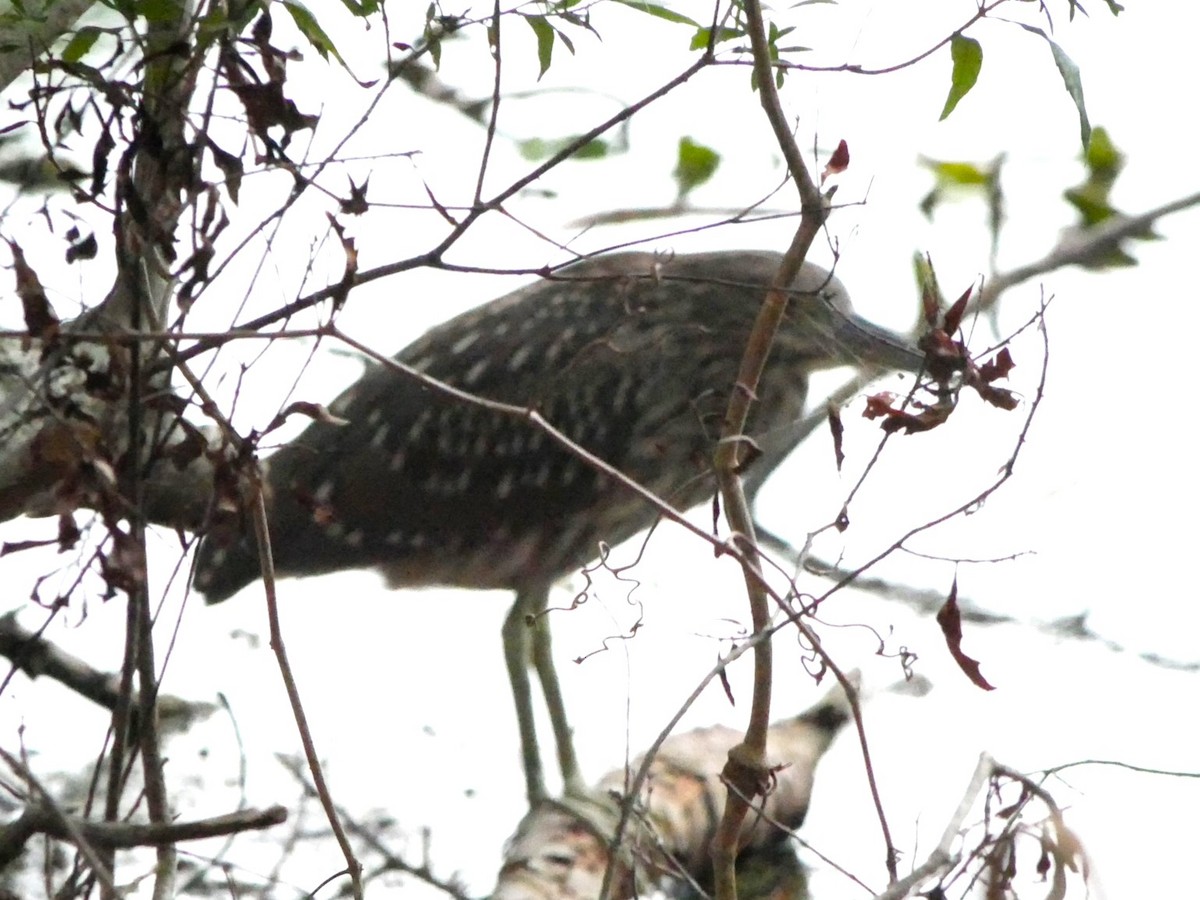 Black-crowned Night Heron - ML595052591