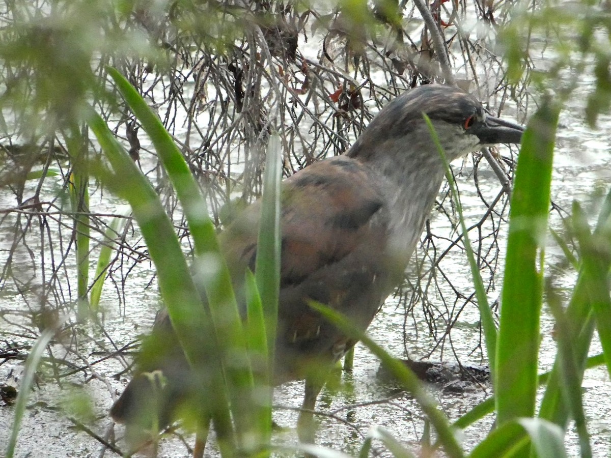 Black-crowned Night Heron - ML595052601