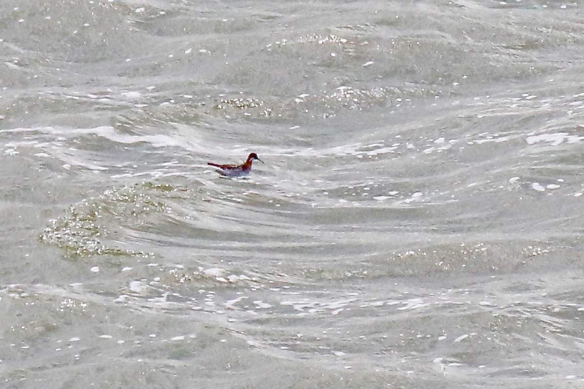 Phalarope à bec étroit - ML595052781