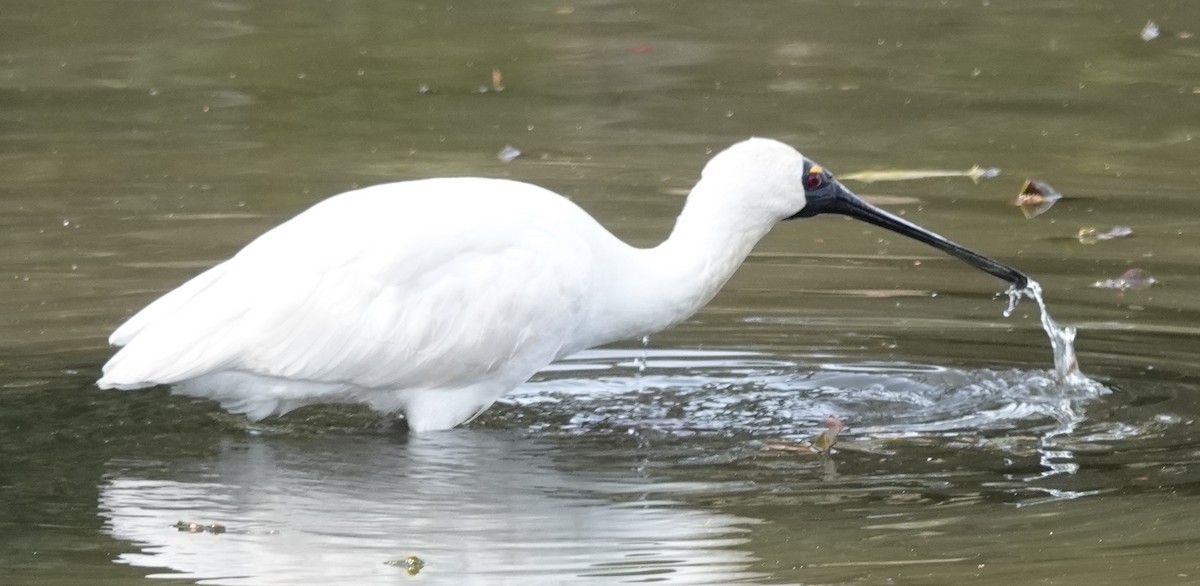 Royal Spoonbill - ML595053121