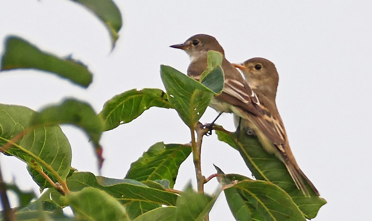 Willow Flycatcher - Barbara Bell