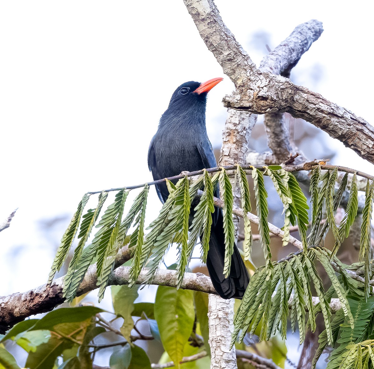 Black-fronted Nunbird - ML595054341