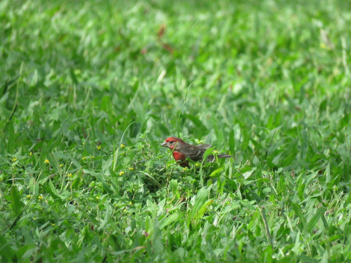 House Finch - ML595054531