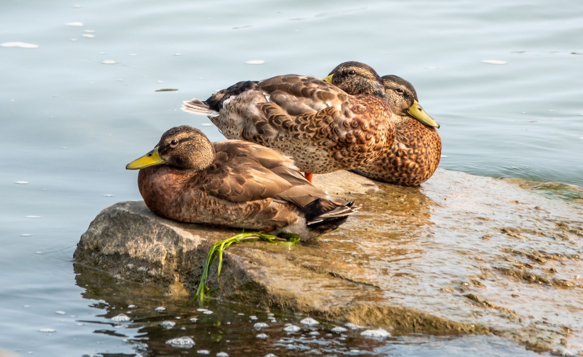 Mallard - Gale VerHague