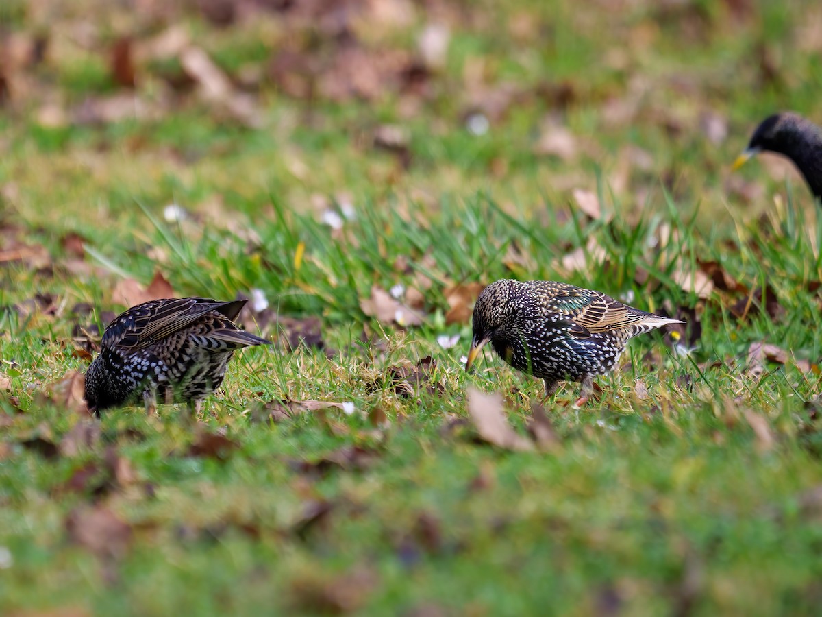 European Starling - ML595059291