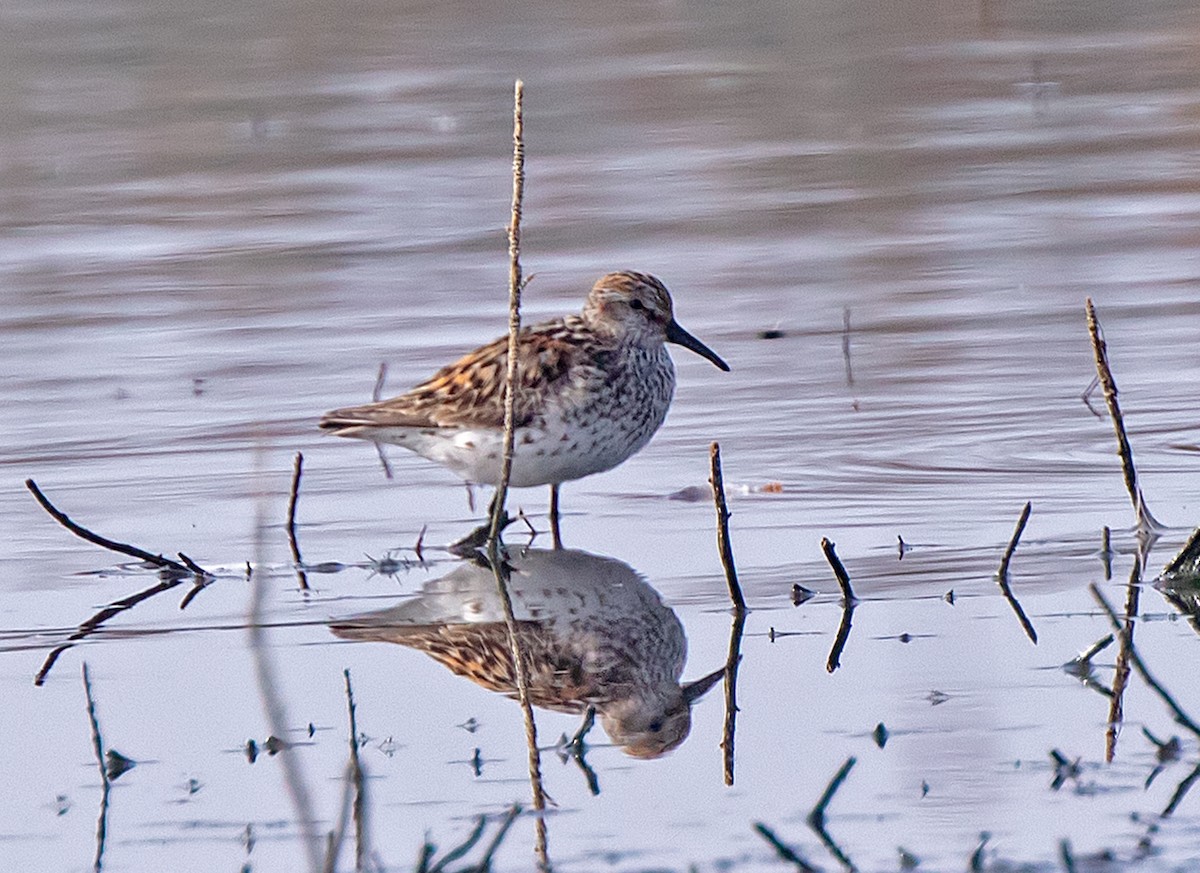 Western Sandpiper - ML595059561