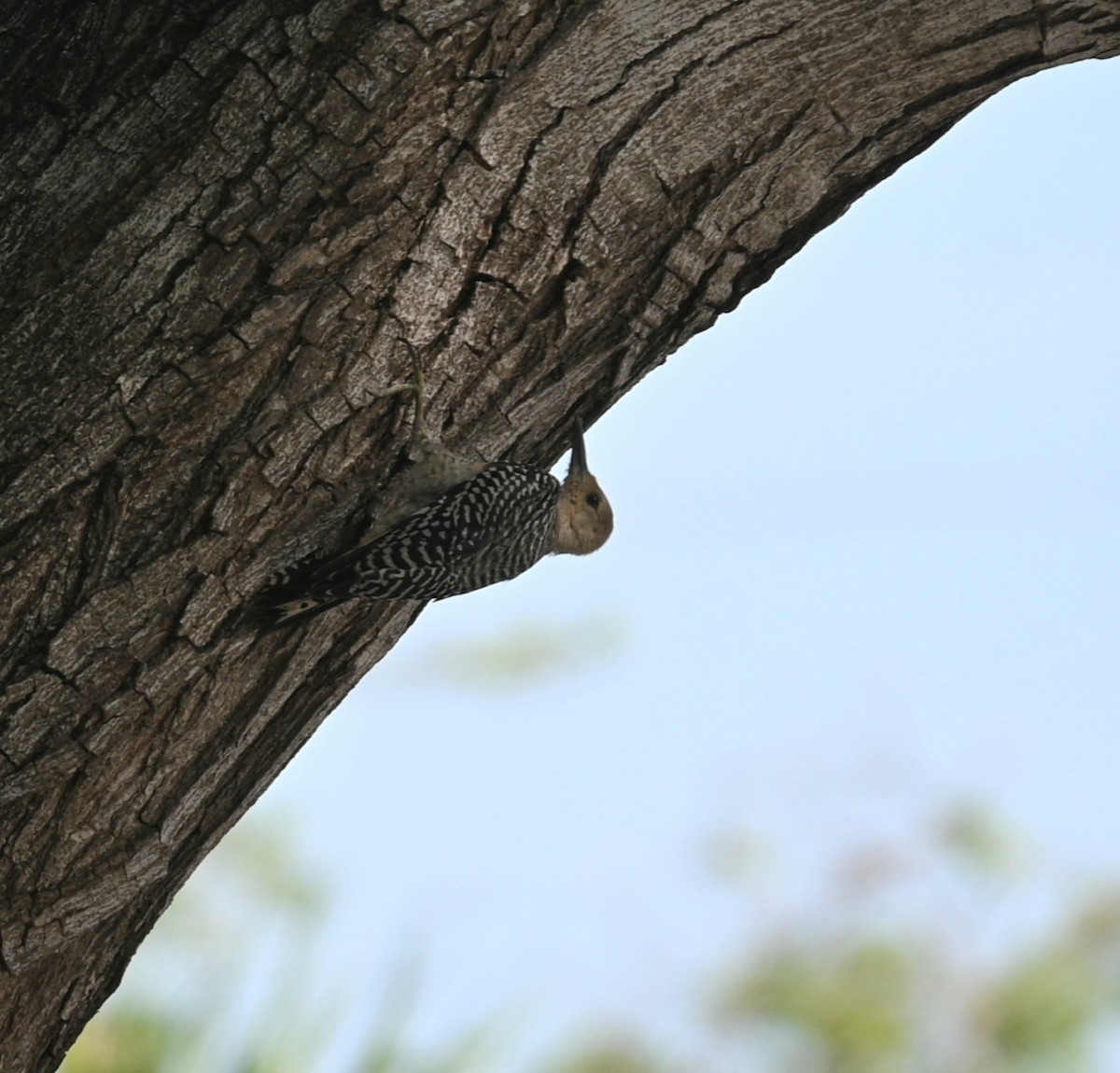 Red-bellied Woodpecker - ML595060291