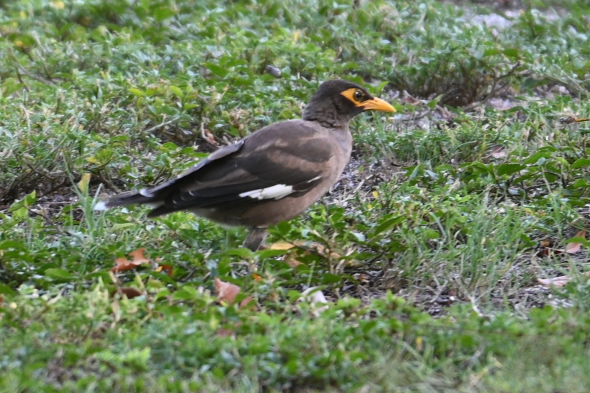 Common Myna - ML595060401