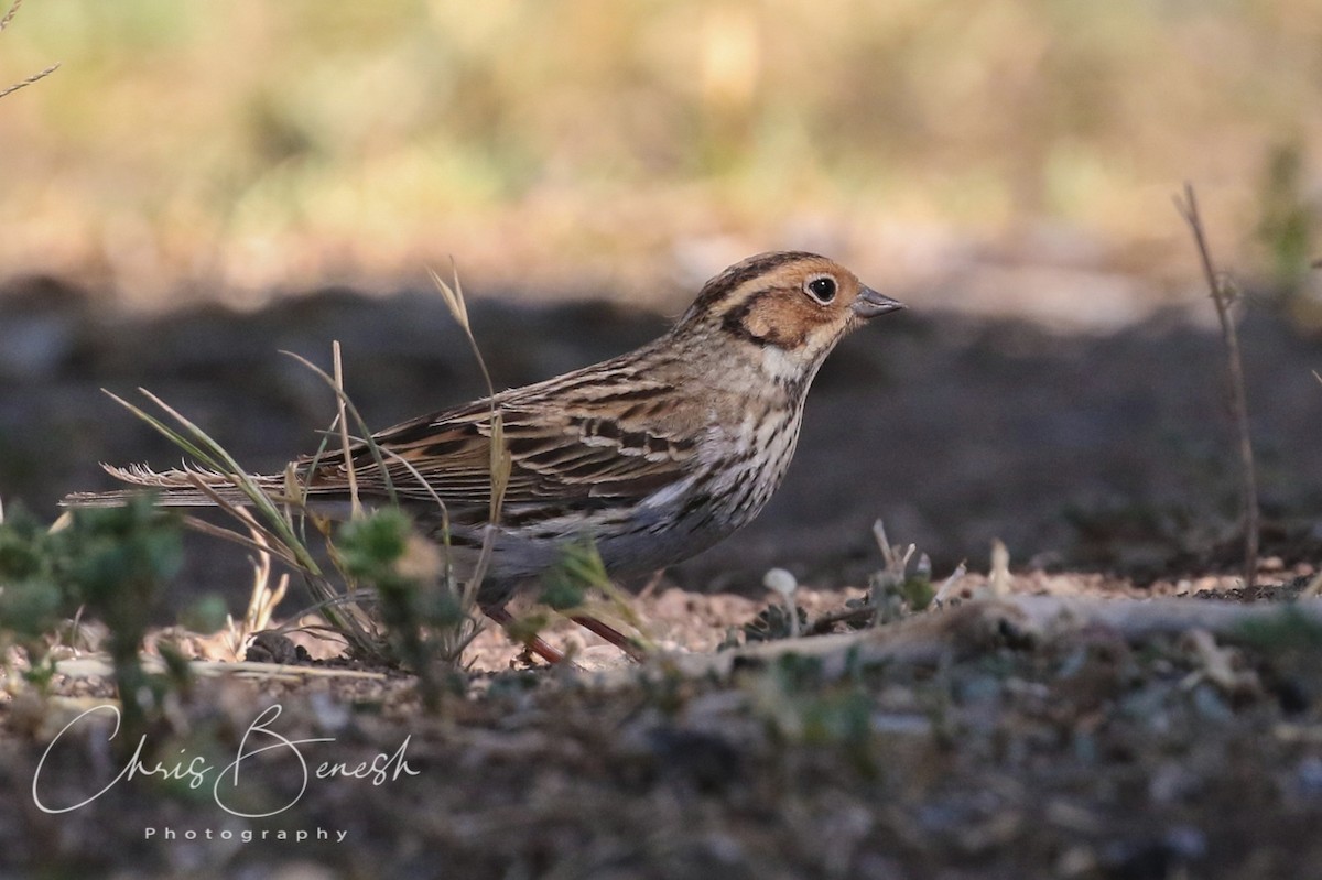 Little Bunting - ML59506041