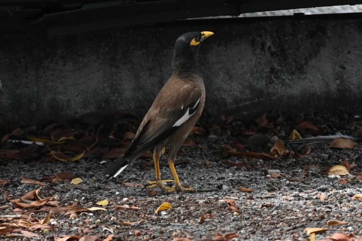 Common Myna - ML595060411