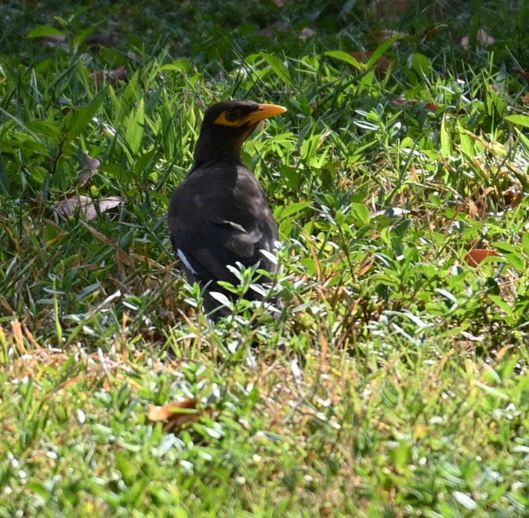 Common Myna - ML595060421