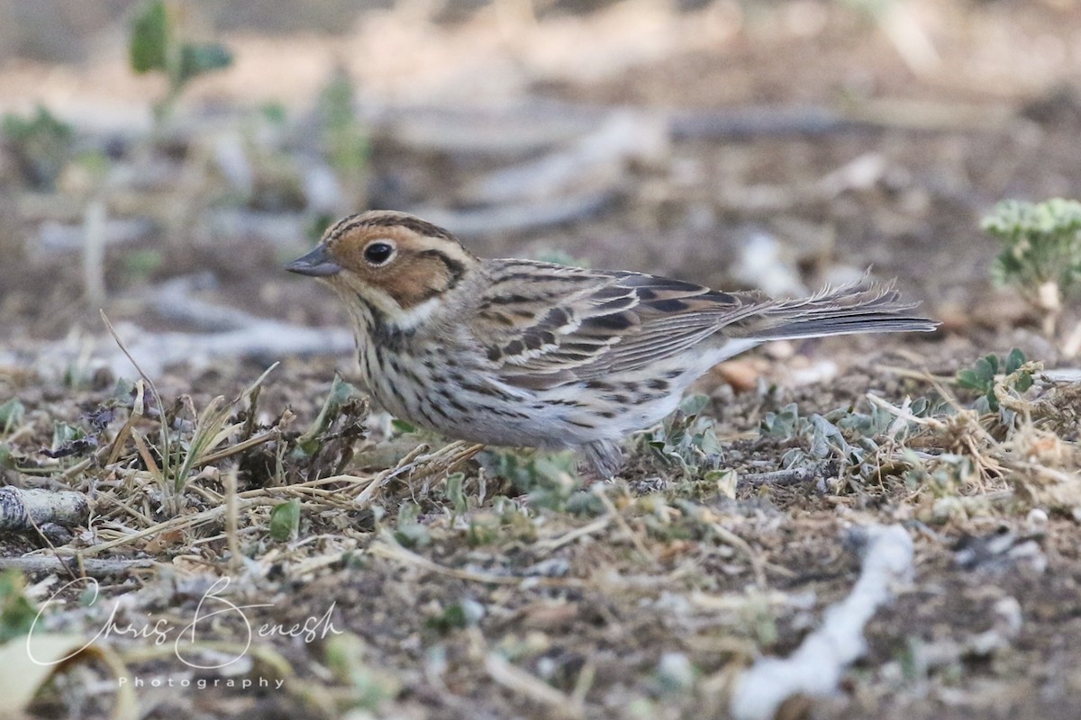 Little Bunting - ML59506051