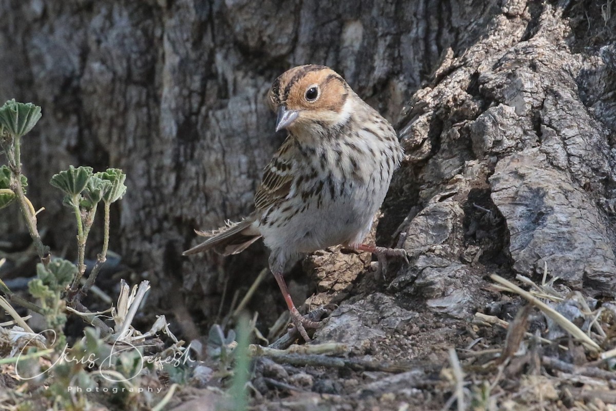 Little Bunting - ML59506061