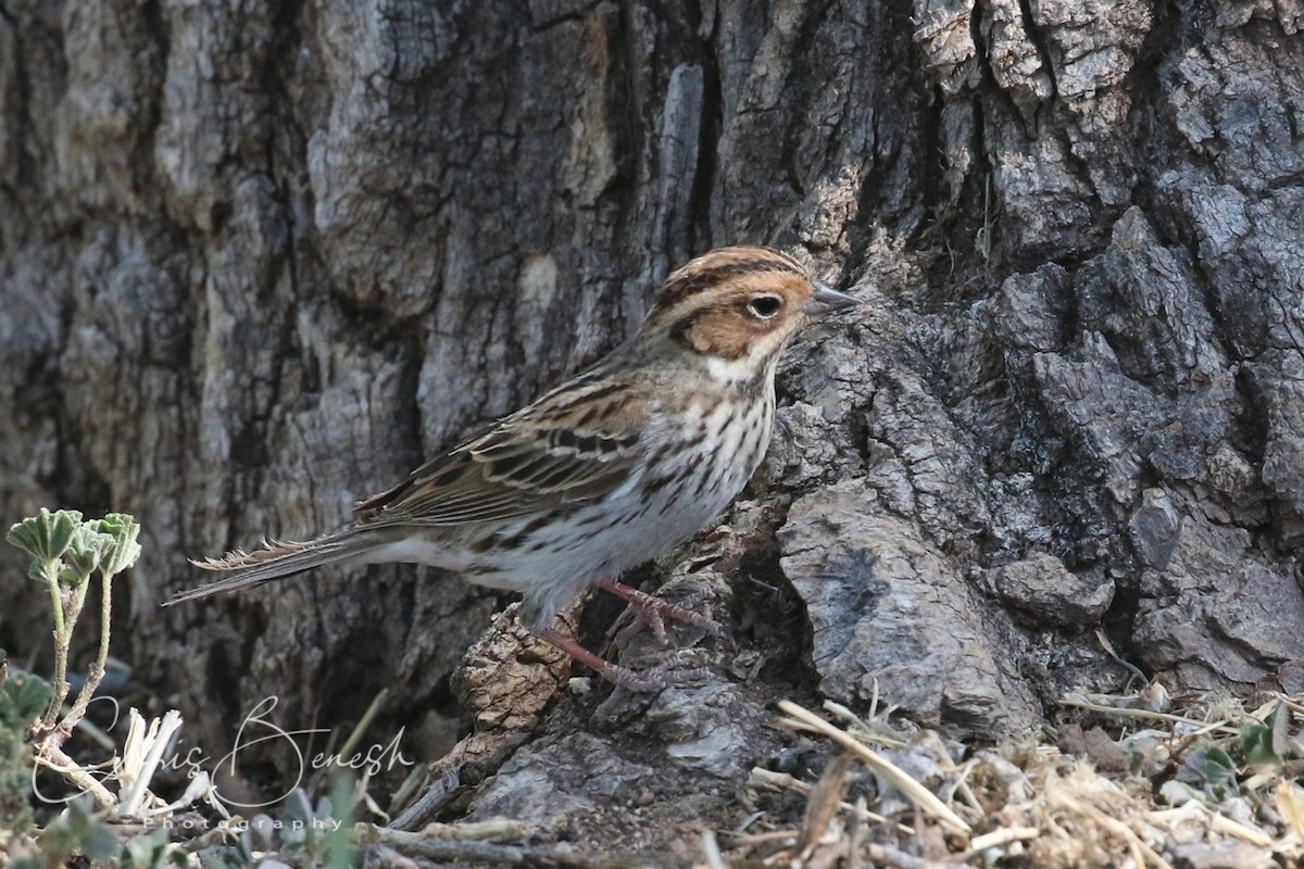 Little Bunting - ML59506071