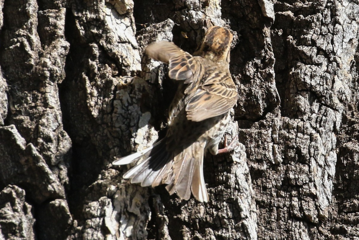 Little Bunting - ML59506081