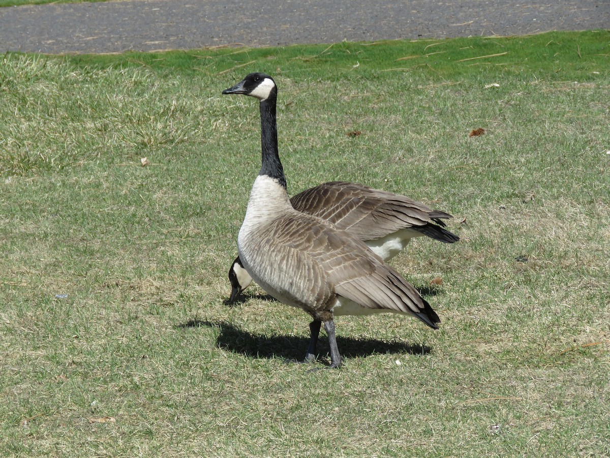 Canada Goose - ML595061001