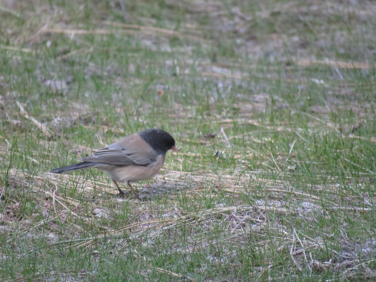 Junco Ojioscuro - ML595061201