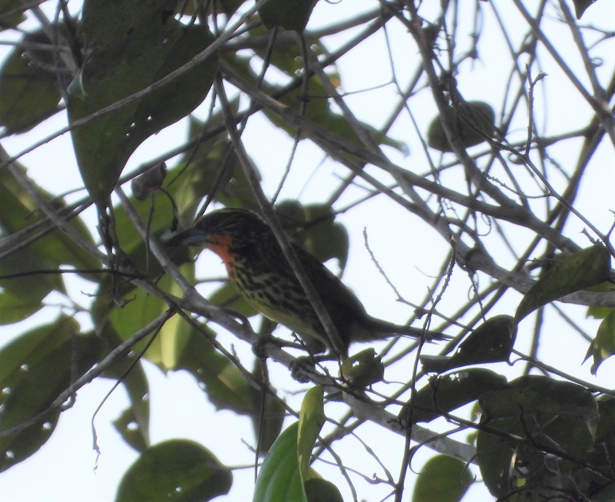 Gilded Barbet - ML595062411