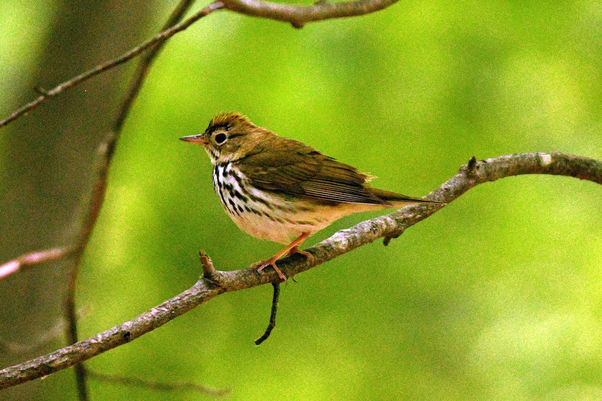 Ovenbird - ML595062931