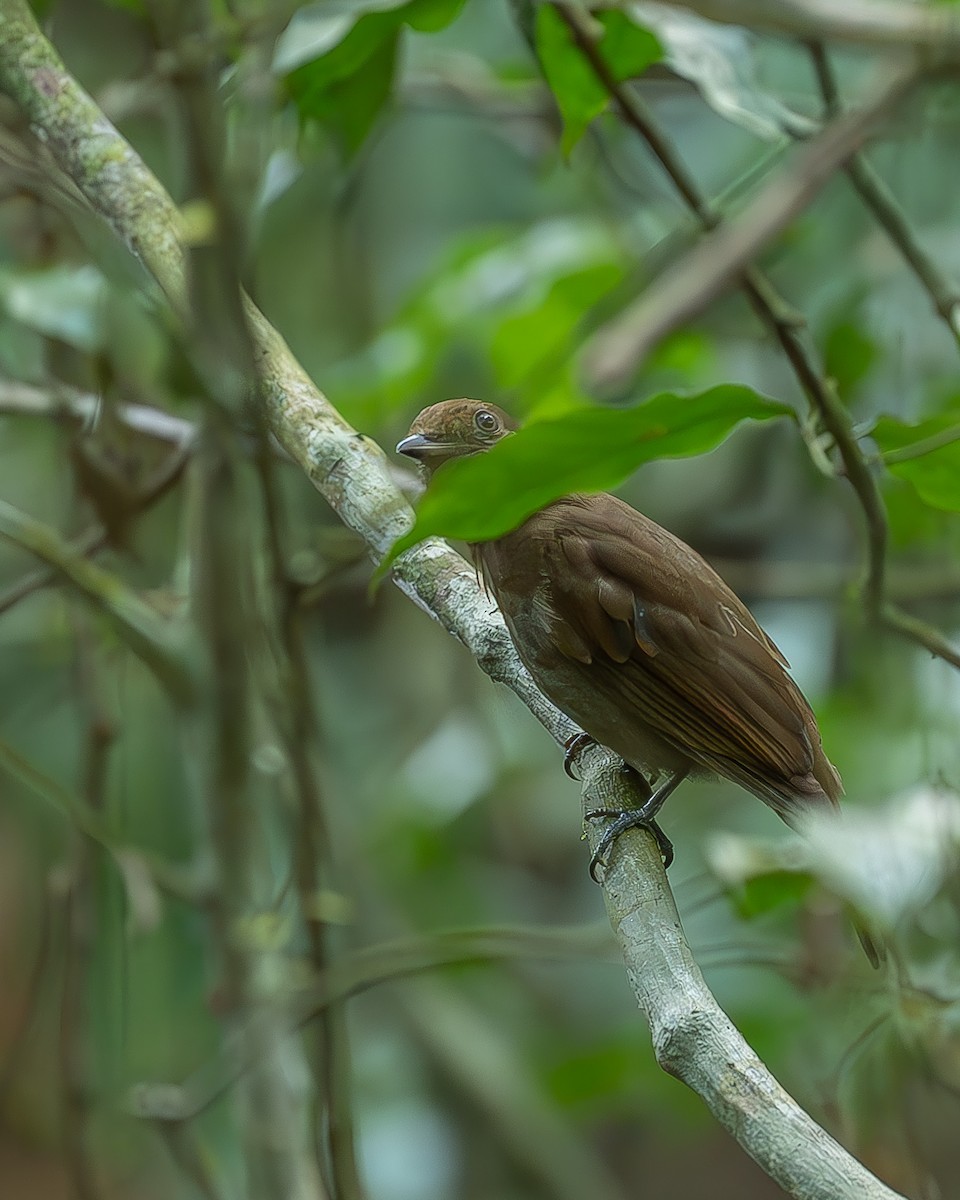 Russet-winged Schiffornis - Ricardo Rojas Arguedas