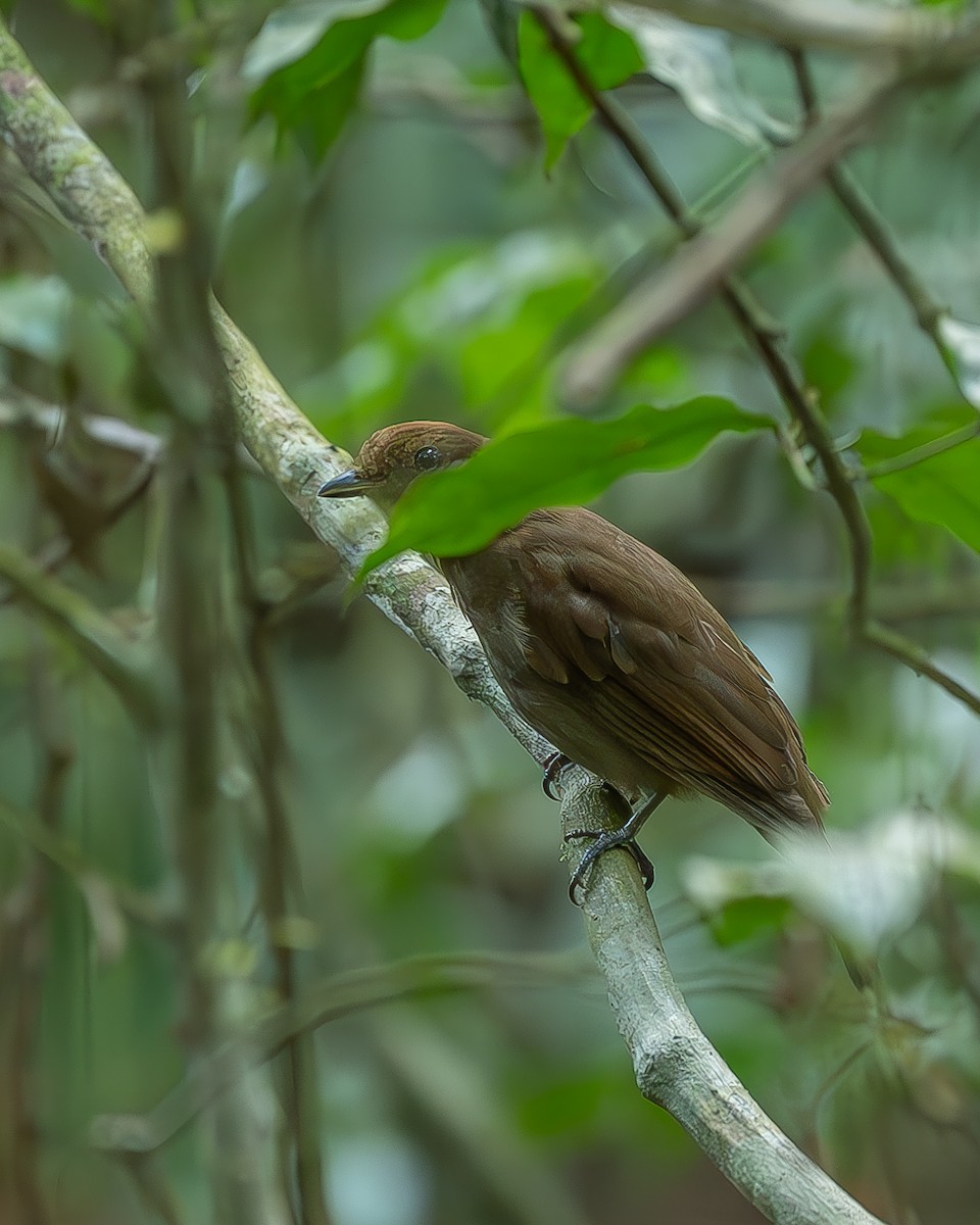 Russet-winged Schiffornis - Ricardo Rojas Arguedas