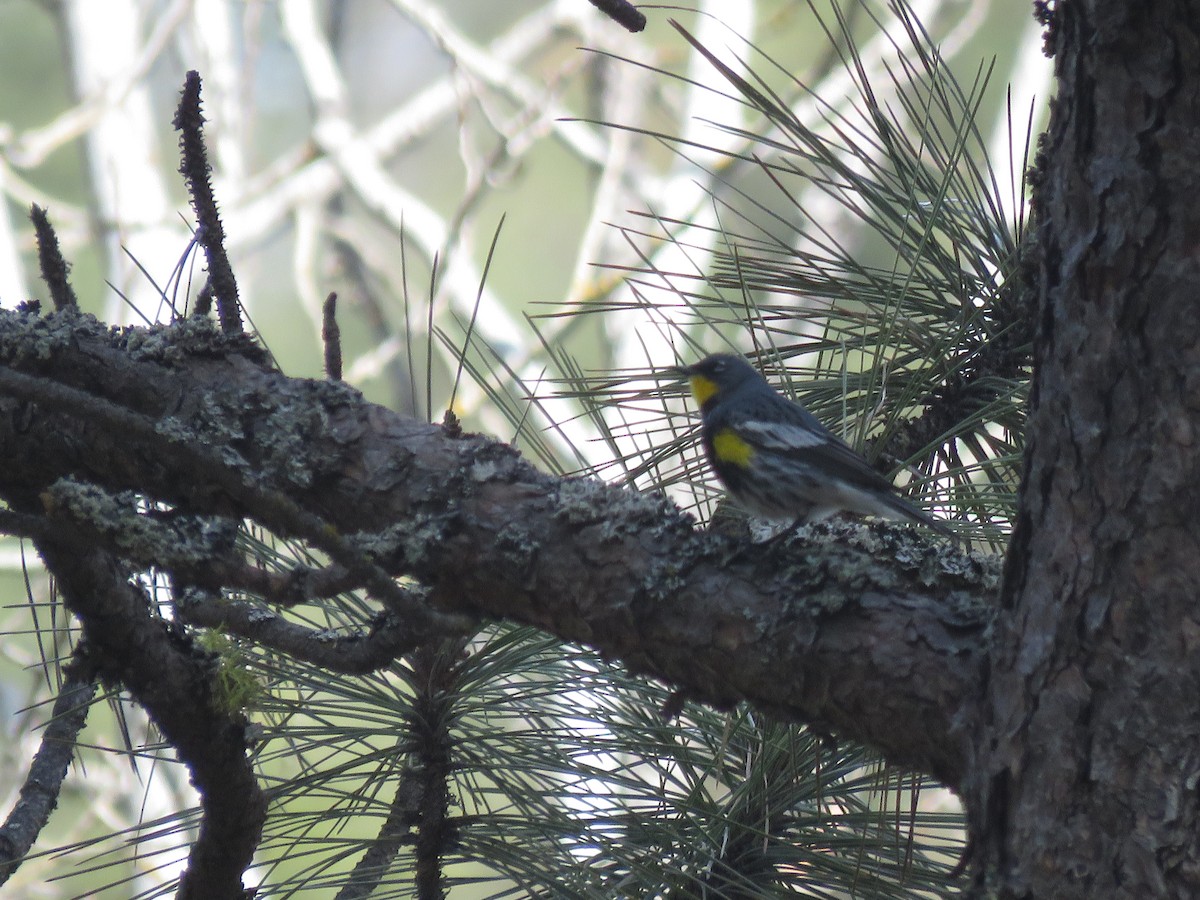 Yellow-rumped Warbler - ML595063731