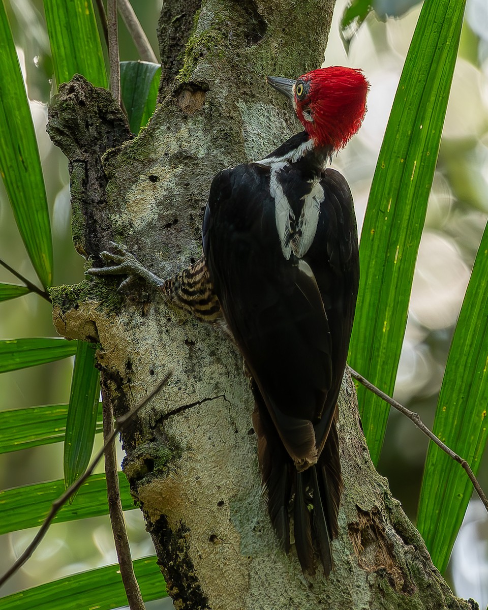 Crimson-crested Woodpecker - ML595063761