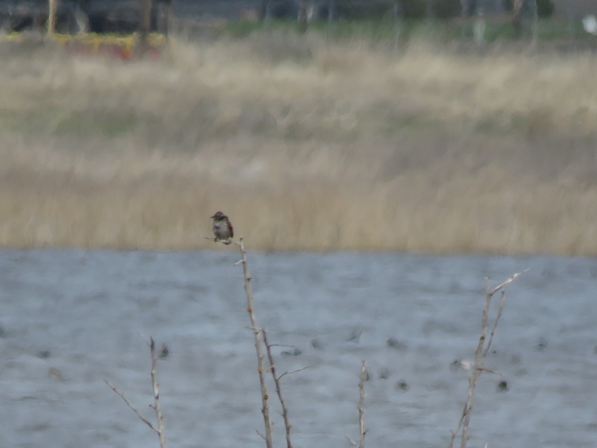 Song Sparrow - ML595063911