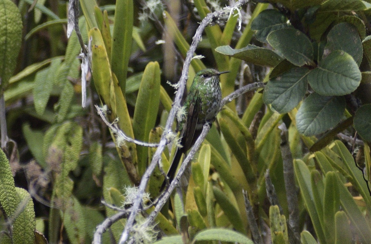 Green-tailed Trainbearer - ML595064021