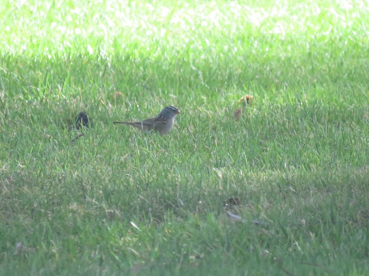 White-crowned Sparrow - ML595064041