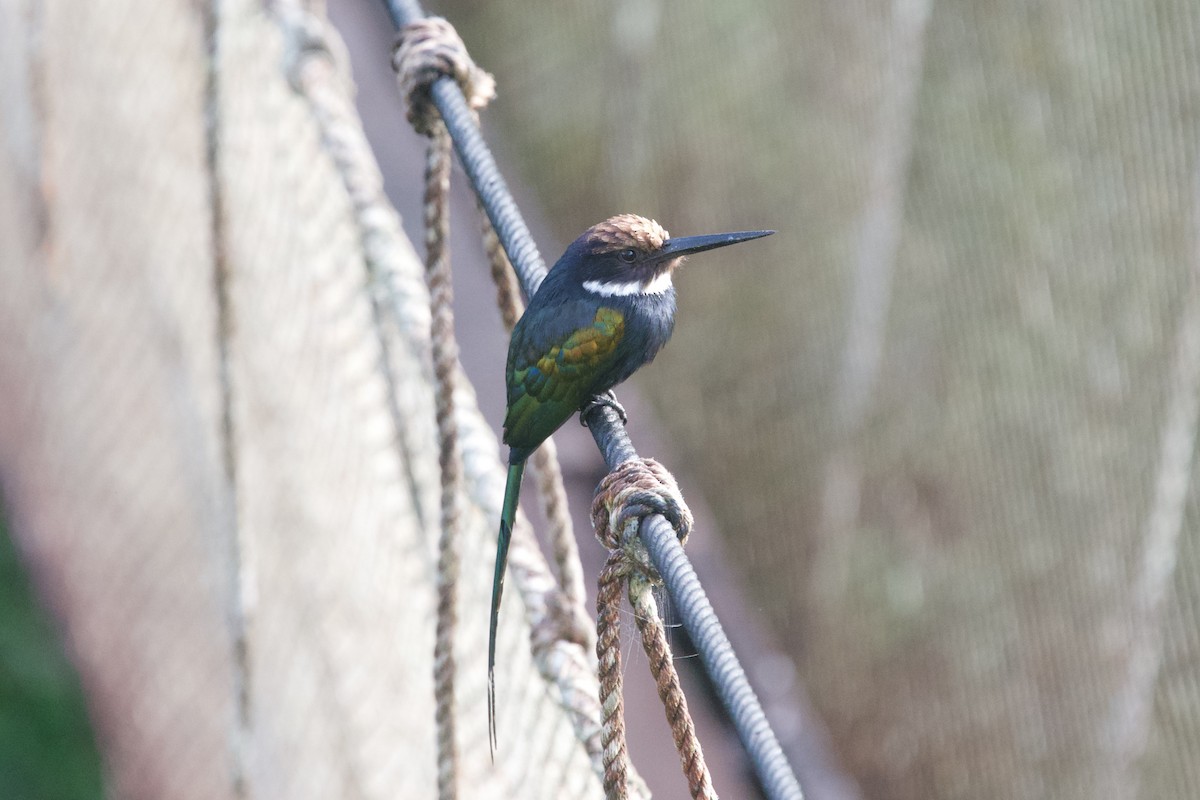 Paradise Jacamar - Roger Shaw