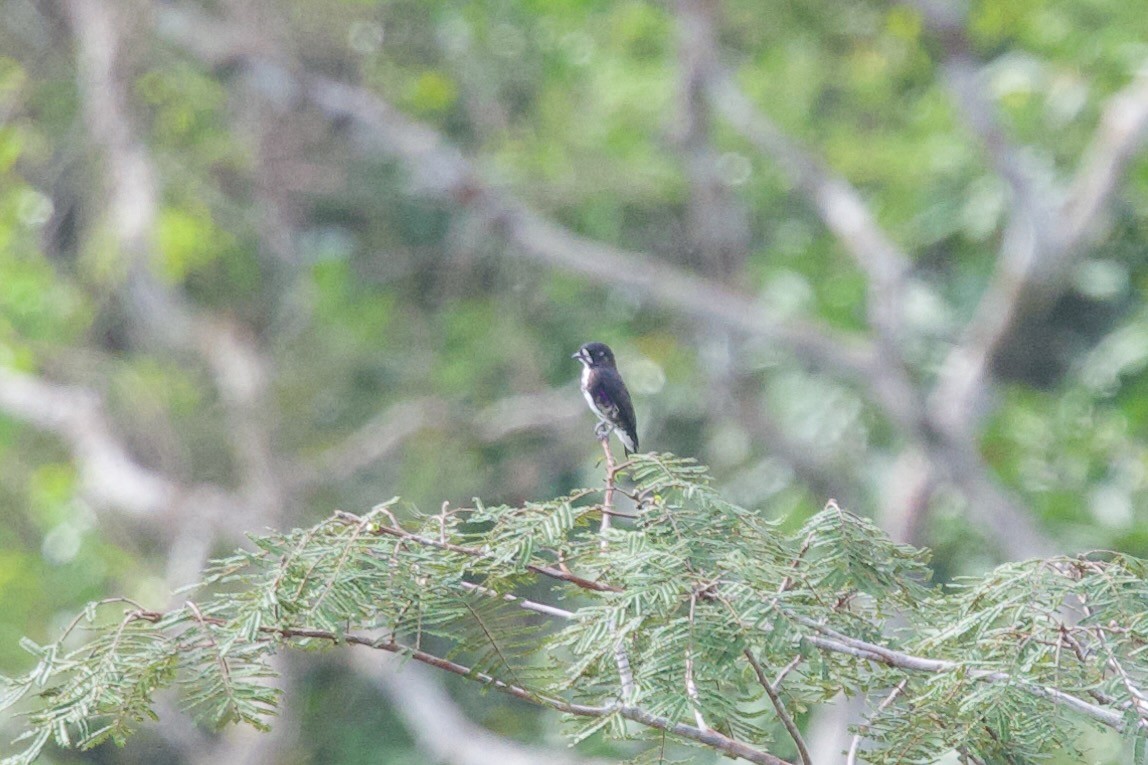 White-browed Purpletuft - Roger Shaw