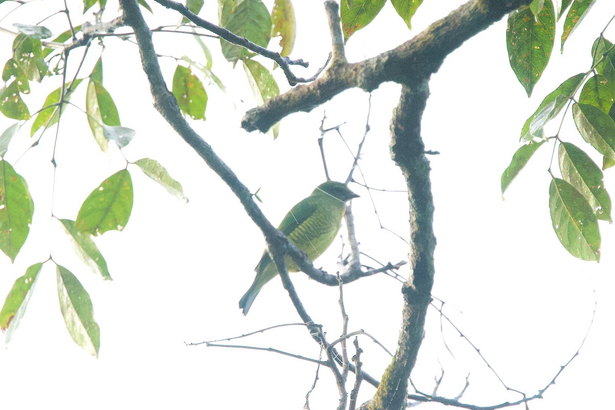 Swallow Tanager - Roger Shaw