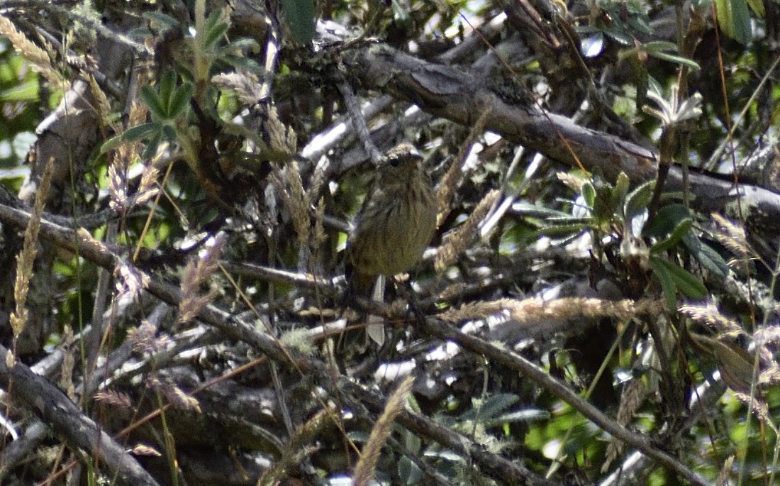 Plain-colored Seedeater - ML595065261