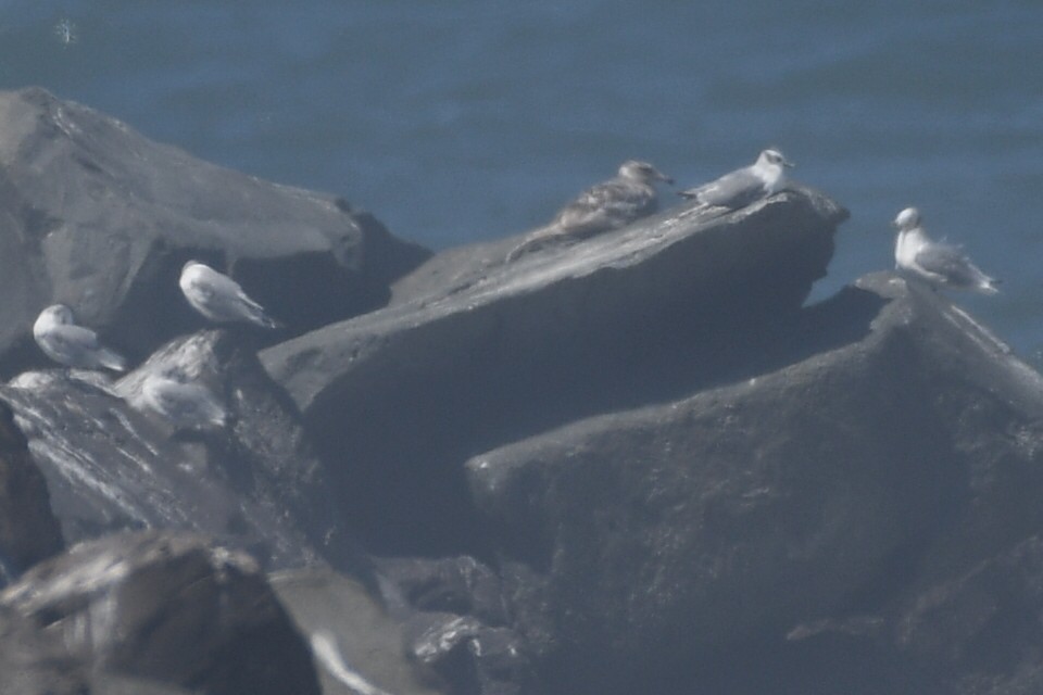 Black-legged Kittiwake - Max Leibowitz