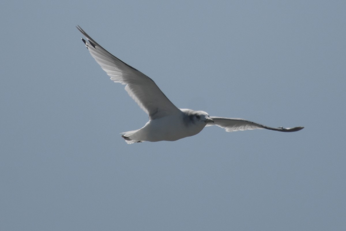 Black-legged Kittiwake - ML595065631