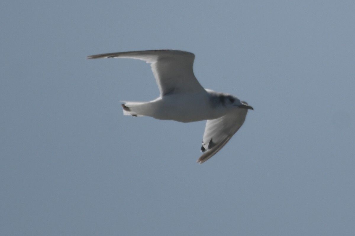 Black-legged Kittiwake - ML595065641